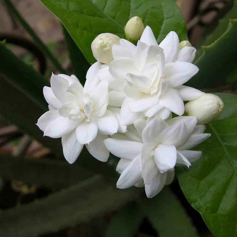 Mogra (Jasmine) (મોગરો)